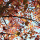 Illustration for article titled Shooting Challenge Fall Leaves Gallery 7